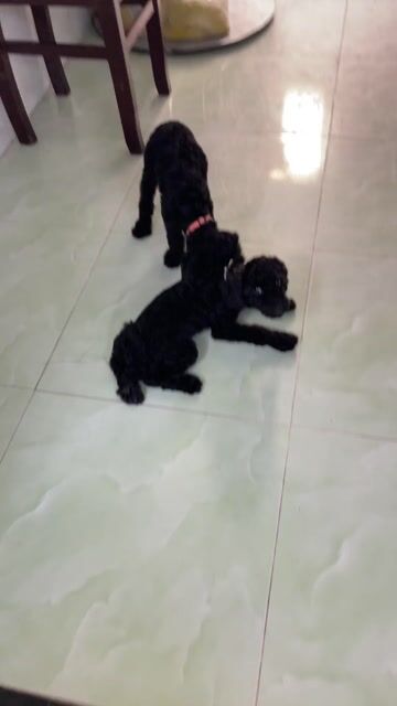 Chó Poodle đen cái 3.5 tháng đã tiêm. Mua bán Chó tại Quận 12 Tp Hồ Chí Minh được đăng bởi Lê Thư hình 1