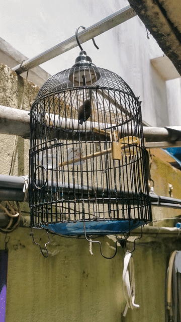 bộ 5 màu mái mùa 2. Mua bán Chim tại Quận Tân Bình Tp Hồ Chí Minh được đăng bởi Passion bird hình 1