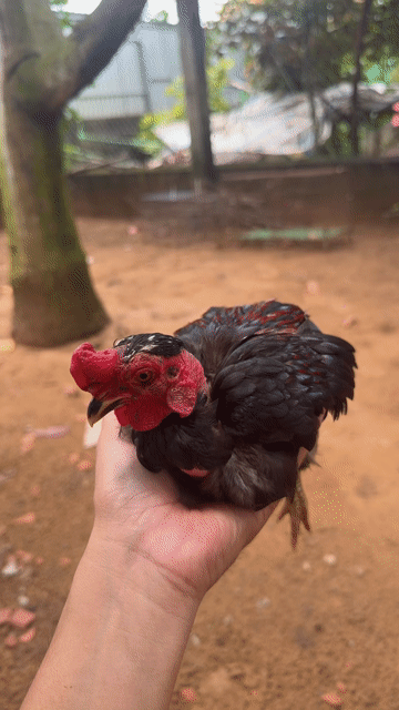 Gà Kiris cúp trọc lùn. Mua bán Gà tại Huyện Trà Cú Trà Vinh được đăng bởi Liao Wei hình 1