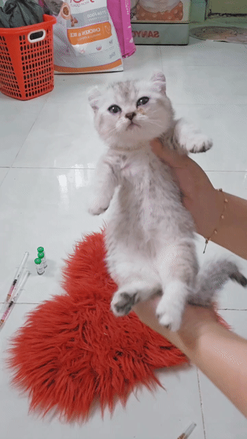 Mèo Tai xoắn chân lùn silver kinkalow cái. Mua bán Mèo tại Thành phố Thủ Đức Tp Hồ Chí Minh được đăng bởi Nan hình 1