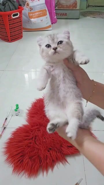 Mèo Tai xoắn chân lùn silver kinkalow cái. Mua bán Mèo tại Thành phố Thủ Đức Tp Hồ Chí Minh được đăng bởi Nan hình 1