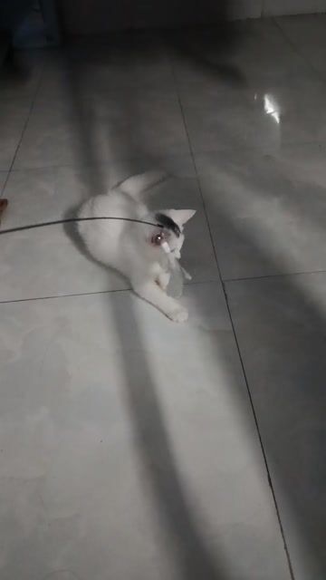 Mèo 3 tháng tuổi Trắng khỏe mạnh. Mua bán Mèo tại Thành phố Vĩnh Long Vĩnh Long được đăng bởi Obi To hình 1