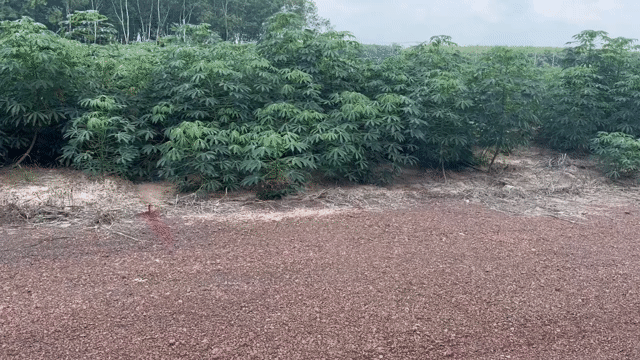 Mua bán Đất Huyện Chơn Thành Bình Phước diện tích 1020 m² giá 500 triệu