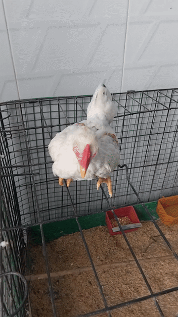 Gà Trắng Đực. Mua bán Gà tại Quận 12 Tp Hồ Chí Minh được đăng bởi Long  hình 1