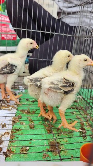 Gà Đông Tảo con 1 tháng đã tiêm. Mua bán Gà tại Quận 11 Tp Hồ Chí Minh được đăng bởi phuong kim huong hình 1