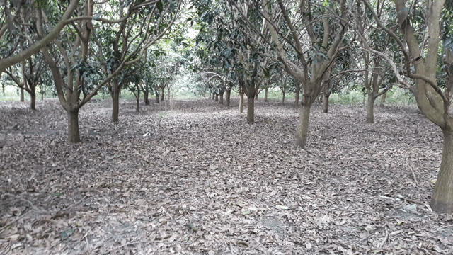Cho thuê Đất Thị xã Phú Mỹ Bà Rịa - Vũng Tàu diện tích 12000 m² giá 4,2 triệu/tháng