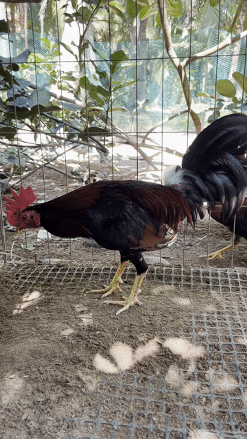 Gà chọi Cuban 1.4kg Đỏ đen. Mua bán Gà tại Huyện Càng Long Trà Vinh được đăng bởi Hoang Phuc hình 1