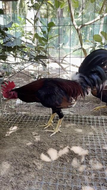 Gà chọi Cuban 1.4kg Đỏ đen. Mua bán Gà tại Huyện Càng Long Trà Vinh được đăng bởi Hoang Phuc hình 1