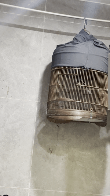 Chim  choe Than bổi mùa 2 hót cả ngày. Mua bán Chim tại Quận Sơn Trà Đà Nẵng được đăng bởi chim cảnh nhỏ sơn trà hình 1
