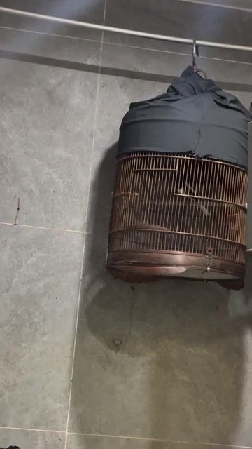 Chim  choe Than bổi mùa 2 hót cả ngày. Mua bán Chim tại Quận Sơn Trà Đà Nẵng được đăng bởi chim cảnh nhỏ sơn trà hình 1
