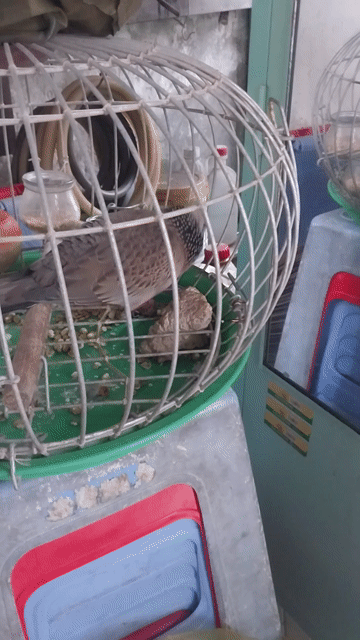 Chim cu gáy Malai lai Việt ..malai non lẽ. Mua bán Chim tại Quận Bình Tân Tp Hồ Chí Minh được đăng bởi HOÀNG TUẤN hình 1