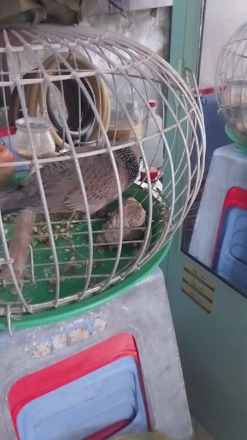 Chim cu gáy Malai lai Việt ..malai non lẽ. Mua bán Chim tại Quận Bình Tân Tp Hồ Chí Minh được đăng bởi HOÀNG TUẤN hình 1