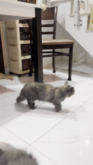 Mèo ALD bố mẹ nhà nuôi cấn tìm ba mẹ ạ. Mua bán Mèo tại Huyện Nhà Bè Tp Hồ Chí Minh được đăng bởi BinShop hình 1