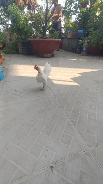 Gà Serama 4 tháng Trắng 2 lạng. Mua bán Gà tại Quận Bình Tân Tp Hồ Chí Minh được đăng bởi  Gà lấu hình 1