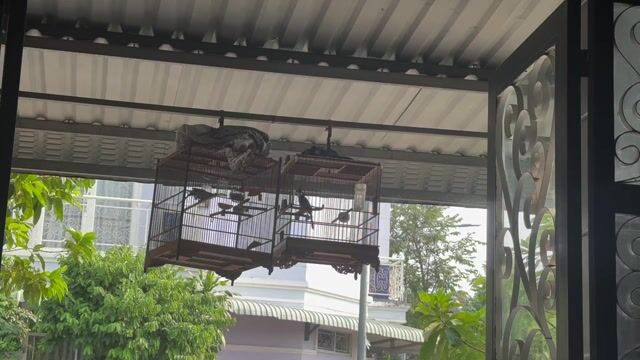 Chim chào mào bổi 2 bộ lồng inox. Mua bán Chim tại Thị xã Bến Cát Bình Dương được đăng bởi nguyen huy hình 1