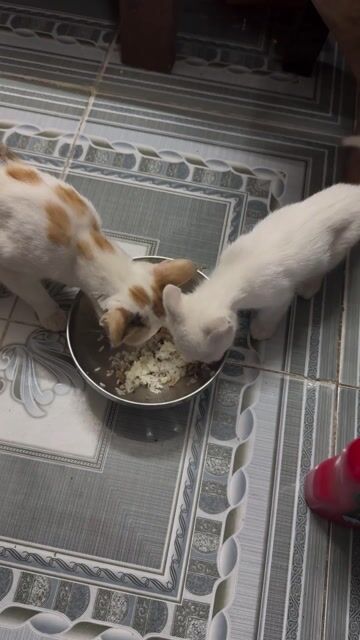 Mèo con nhiều màu 2.5 tháng đã tiêm. Mua bán Mèo tại Quận Hà Đông Hà Nội được đăng bởi Hoài Lâm hình 1