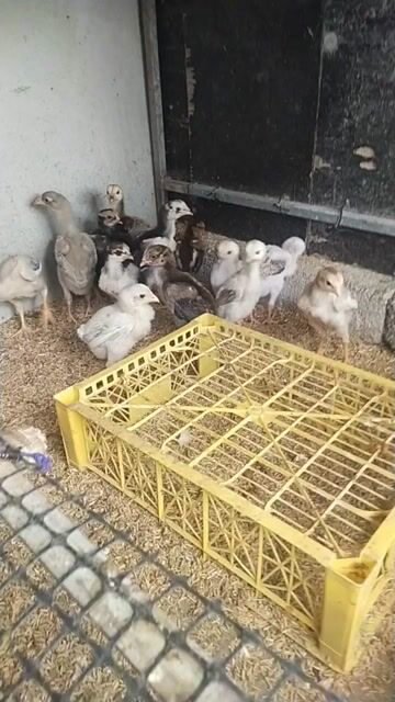 Gà chọi 1 tháng tuổi. Mua bán Gà tại Thành phố Hải Dương Hải Dương được đăng bởi Tran van túc hình 1