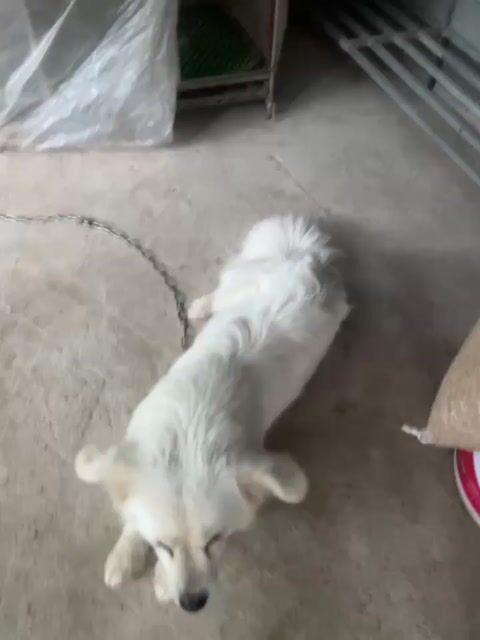 Chó Nhật lai Bắc Kinh Trắng. Mua bán Chó tại Huyện Định Hóa Thái Nguyên được đăng bởi Huy Nguyễn Nhật hình 1