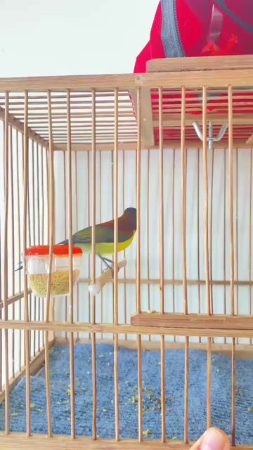 bộ hm đà lạt 2 mùa dạn hót để bàn. Mua bán Chim tại Quận 12 Tp Hồ Chí Minh được đăng bởi Triển hình 1