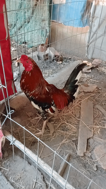 Gà chọi Cuban Mỹ tơ tháng. Mua bán Gà tại Huyện Hóc Môn Tp Hồ Chí Minh được đăng bởi long gà  hình 1