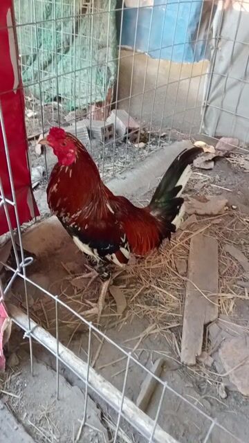 Gà chọi Cuban Mỹ tơ tháng. Mua bán Gà tại Huyện Hóc Môn Tp Hồ Chí Minh được đăng bởi long gà  hình 1