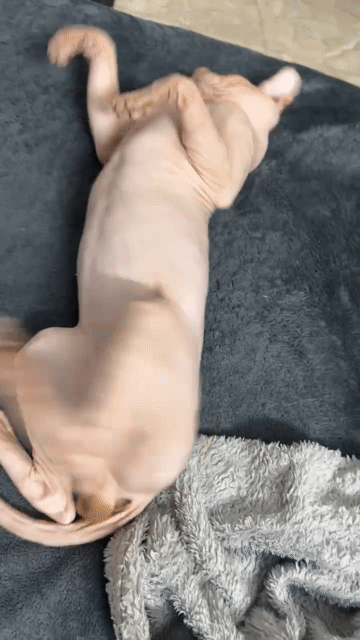 Mèo Sphynx Hồng nhạt Thân thiện Không rụng lông. Mua bán Mèo tại Quận Nam Từ Liêm Hà Nội được đăng bởi TDK hình 1