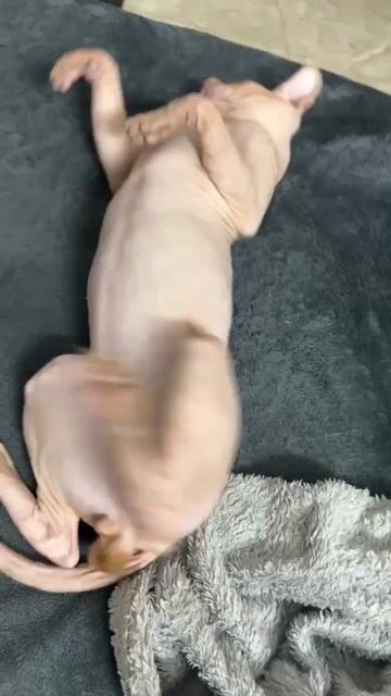 Mèo Sphynx Hồng nhạt Thân thiện Không rụng lông. Mua bán Mèo tại Quận Nam Từ Liêm Hà Nội được đăng bởi TDK hình 1