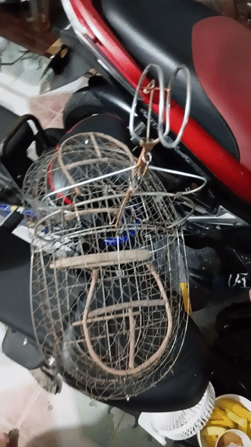 Lồng bẫy . Mua bán Phụ kiện, Thức ăn, Dịch vụ tại Huyện Hóc Môn Tp Hồ Chí Minh được đăng bởi ShunShin hình 1