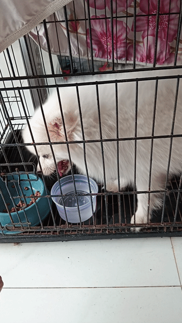 Chó Phốc Sóc Trắng. Mua bán Chó tại Huyện Hóc Môn Tp Hồ Chí Minh được đăng bởi Eoli Nguyen hình 1