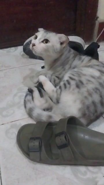 Mèo Anh lông ngắn tai cụp cái. Mua bán Mèo tại Quận Tây Hồ Hà Nội được đăng bởi Nguyen Phuong Thuy hình 1