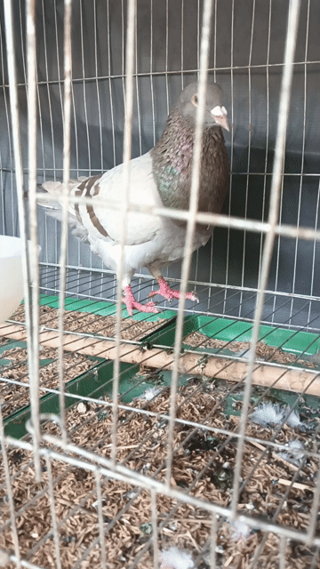 dư bồ câu mái Titan Đang sinh sản. Mua bán Chim tại Thị xã Tân Uyên Bình Dương được đăng bởi Hai Haiminhnguyen hình 1