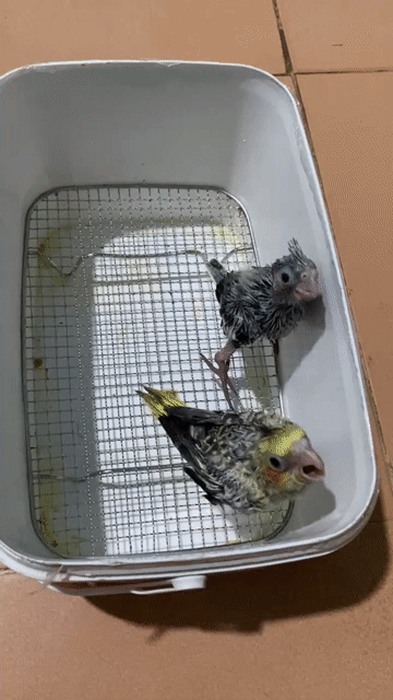 Chim Cockatiel non. Mua bán Chim tại Quận Thanh Khê Đà Nẵng được đăng bởi Lê công vương hình 1