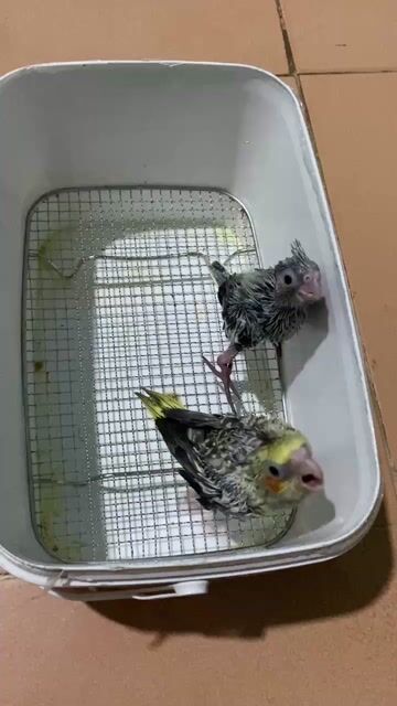 Chim Cockatiel non. Mua bán Chim tại Quận Thanh Khê Đà Nẵng được đăng bởi Lê công vương hình 1