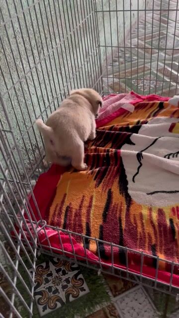 Chó Pug nâu vàng đã tiêm phòng. Mua bán Chó tại Thành phố Tân An Long An được đăng bởi Lý Minh Trí hình 1