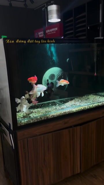 Cá chép phi tần Trắng U25 Khỏe mạnh. Mua bán Thú cưng khác tại Quận Ninh Kiều Cần Thơ được đăng bởi Toni vo thanh hình 1