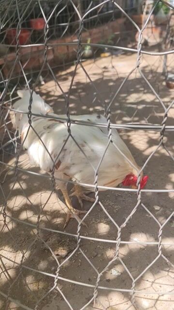 Gà trống Trắng 2.9kg Khỏe mạnh. Mua bán Gà tại Huyện Cao Lãnh Đồng Tháp được đăng bởi Đức Anh hình 1