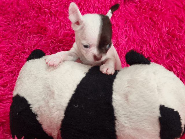 Chó Chihuahua cái 2 tháng đã tiêm. Mua bán Chó tại Quận 8 Tp Hồ Chí Minh được đăng bởi ZoZo House Chihuahua hình 1