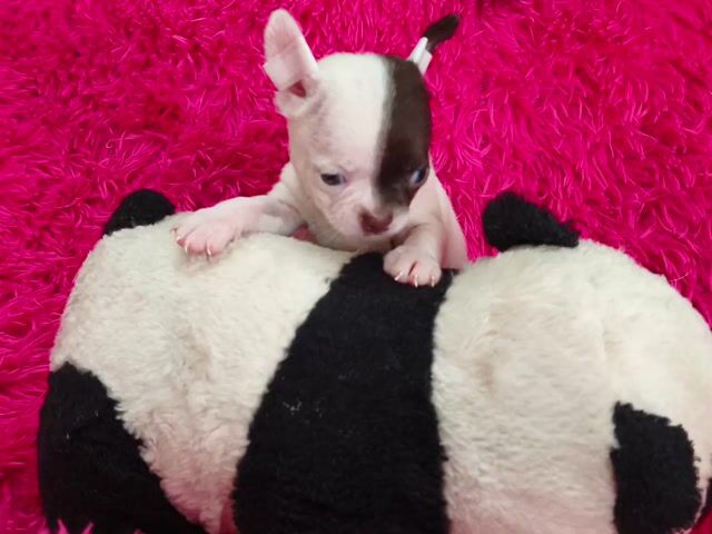 Chó Chihuahua cái 2 tháng đã tiêm. Mua bán Chó tại Quận 8 Tp Hồ Chí Minh được đăng bởi ZoZo House Chihuahua hình 1