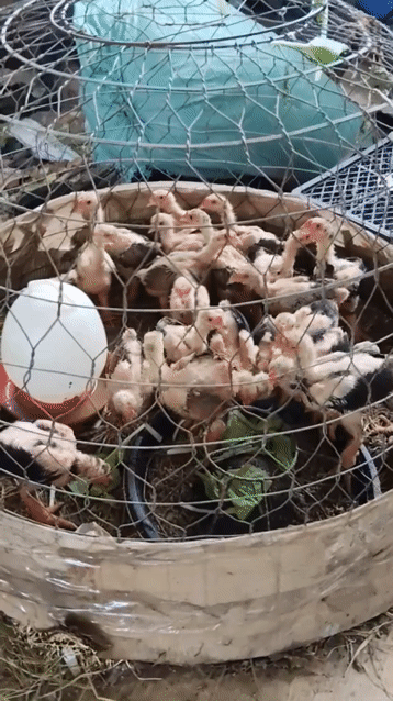 Gà Đông Tảo 6 lạng/bé. Mua bán Gà tại Huyện Củ Chi Tp Hồ Chí Minh được đăng bởi Nguyễn Lê Trường Thịnh hình 1