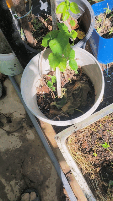 Cây Thiên lý đang có hoa dài 8m. Mua bán Cây cảnh, đồ trang trí tại Quận Sơn Trà Đà Nẵng được đăng bởi Trong Huynh hình 1
