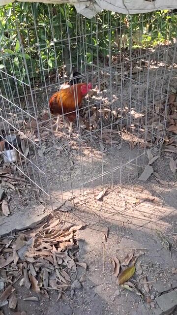 Gà zin. Trang trên 2.7kg. Mua bán Gà tại Huyện Long Hồ Vĩnh Long được đăng bởi gà zin hình 1