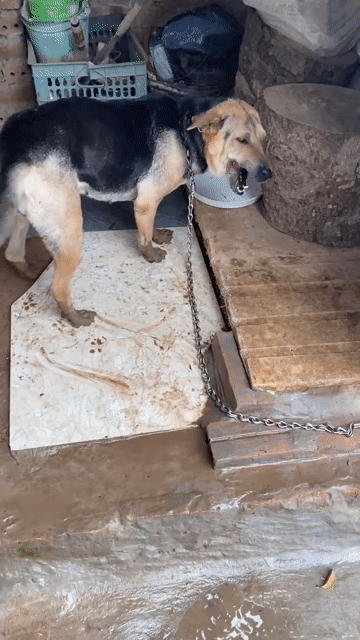 Bán chó cỏ 2 năm tuổi, đốm lưỡi, huyền đề. Mua bán Chó tại Huyện Cẩm Khê Phú Thọ được đăng bởi Thao Trần hình 1
