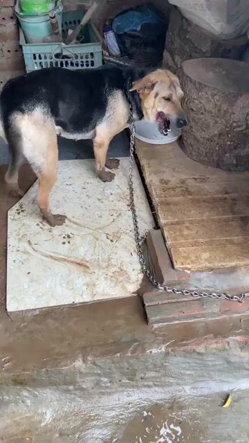 Bán chó cỏ 2 năm tuổi, đốm lưỡi, huyền đề. Mua bán Chó tại Huyện Cẩm Khê Phú Thọ được đăng bởi Thao Trần hình 1