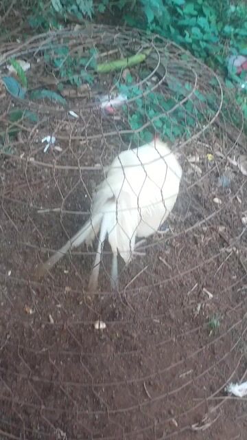 khét 2k950 máu mỹ. Mua bán Gà tại Huyện Châu Đức Bà Rịa - Vũng Tàu được đăng bởi Việt Mỹ  hình 1