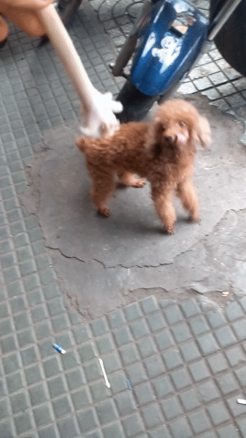 Chó Poodle Cái Nâu Nhỏ. Mua bán Chó tại Quận Tân Phú Tp Hồ Chí Minh được đăng bởi Hong loan hình 1