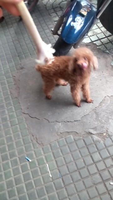 Chó Poodle Cái Nâu Nhỏ. Mua bán Chó tại Quận Tân Phú Tp Hồ Chí Minh được đăng bởi Hong loan hình 1