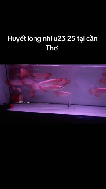 Huyết long indo size 25cm bao lớn màu đỏ. Mua bán Thú cưng khác tại Quận Bình Thuỷ Cần Thơ được đăng bởi Rồng Cần Thơ hình 1