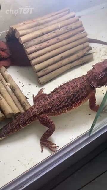 Rồng úc Darkred. Mua bán Thú cưng khác tại Huyện Nhà Bè Tp Hồ Chí Minh được đăng bởi Noname hình 1