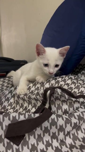 Mèo con hai màu mắt xanh lam - vàng, siêu cấp dễ t. Mua bán Mèo tại Huyện Bàu Bàng Bình Dương được đăng bởi Bích Mai hình 1