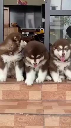 Alaska giant khổng lồ. Mua bán Chó tại Quận Long Biên Hà Nội được đăng bởi su pet hình 1